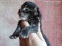 male black-tabby Maine Coon Babie