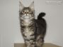 female black-silver-tabby-cl Maine Coon Babie