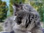 blue Maine Coon Youngster