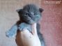 blue Maine Coon Baby