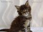 female black-silver-tabby-cl Maine Coon Babie