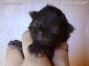 black Maine Coon Baby