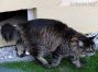 Maine Coon Katze aus Sachsen