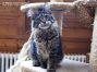 Maine Coon Youngster