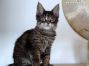 Maine Coon Kitten