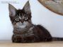 Maine Coon Kitten