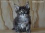 Maine Coon Kitten