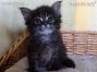 Maine Coon Kitten
