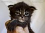 Maine Coon Kitten