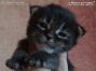 Maine Coon Kitten