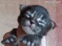Maine Coon Kitten