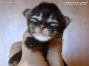 Maine Coon Kitten