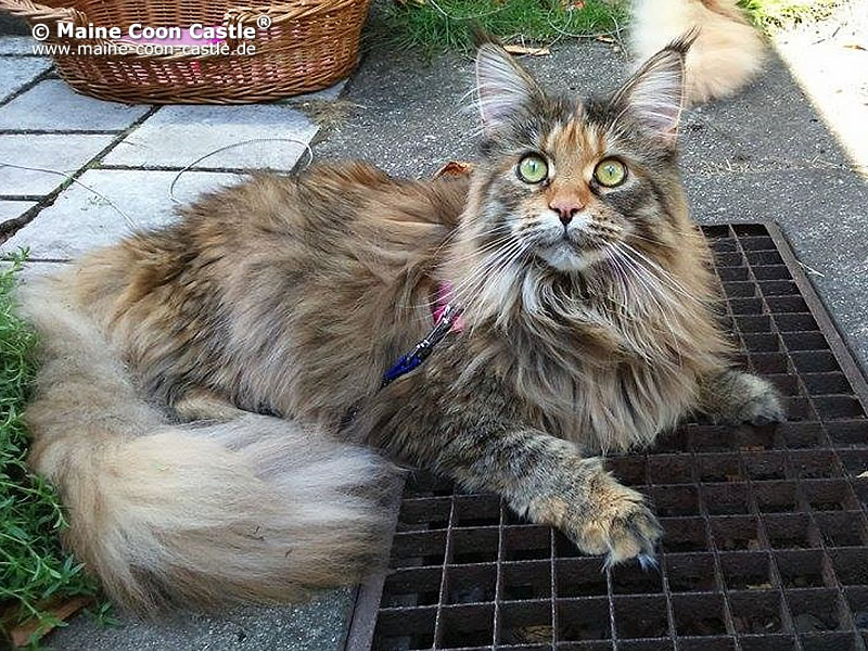 Oxana A Kitten Of Maine Coon Castle