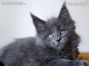blue Maine Coon Baby