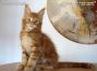 red-tabby-cl Maine Coon Baby
