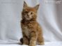 red Maine Coon Baby
