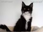 Maine Coon Kitten, Dresden, Sachsen, Deutschland
