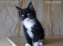 Maine Coon Kitten, Dresden, Sachsen, Deutschland