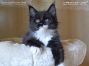 Maine Coon Kitten, Dresden, Sachsen, Deutschland