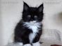 Maine Coon Kitten, Dresden, Sachsen, Deutschland