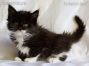 Maine Coon Kitten, Dresden, Sachsen, Deutschland