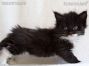Maine Coon Kitten, Dresden, Sachsen, Deutschland
