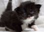 Maine Coon Kitten, Dresden, Sachsen, Deutschland
