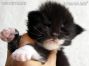 Maine Coon Kitten, Dresden, Sachsen, Deutschland