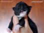 Maine Coon Kitten, Dresden, Sachsen, Deutschland