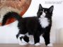 XXL Maine Coon Baby der Cattery Maine Coon Castle