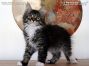 male black-tabby-ticked-white Maine Coon Katzenbaby