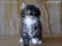 male black-tabby-ticked-white Maine Coon Katzenbaby