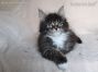 male black-tabby-ticked-white Maine Coon Katzenbaby