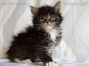 male black-tabby-ticked-white Maine Coon Katzenbaby