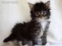 Maine Coon Kitten, Katzenbaby of Maine Coon Castle