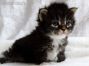 Maine Coon Kitten, Katzenbaby of Maine Coon Castle