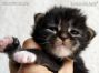 Maine Coon Kitten, Katzenbaby of Maine Coon Castle