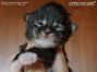 Maine Coon Kitten, Katzenbaby of Maine Coon Castle