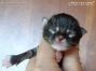 Maine Coon Kitten, Katzenbaby of Maine Coon Castle
