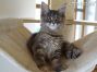 Maine Coon Prinzessin aus Dresden