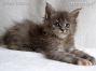 Maine Coon Baby aus Sachsen