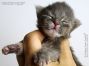 Maine Coon Baby aus Sachsen