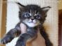 Maine Coon Katzenbaby aus Deutschland
