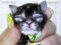 Maine Coon Kitten aus Sachsen