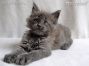 blaues Maine Coon Katzenbaby aus Deutschland