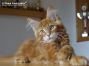 red-tabby-cl Maine Coon Kätzchen aus Dresden