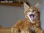 red-tabby-cl Maine Coon Katzenbaby aus Dresden