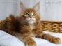 red-tabby-cl Maine Coon Kitten aus Dresden
