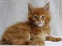 rotes Maine Coon Kitten