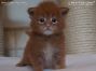 rotes Maine Coon Baby aus Deutschland